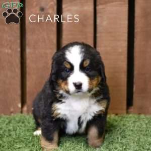 Charles, Bernese Mountain Dog Puppy